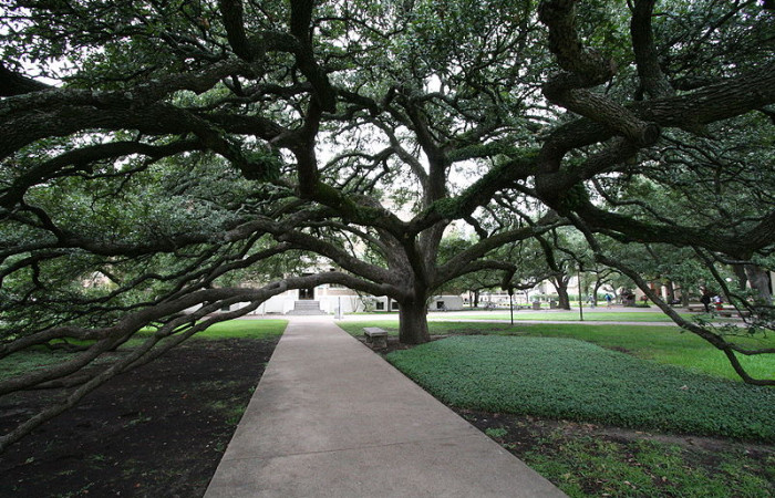 800px-Century_Tree.jpg